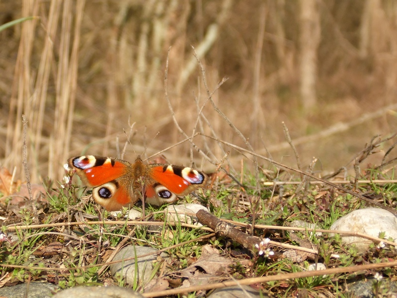 Aglais io